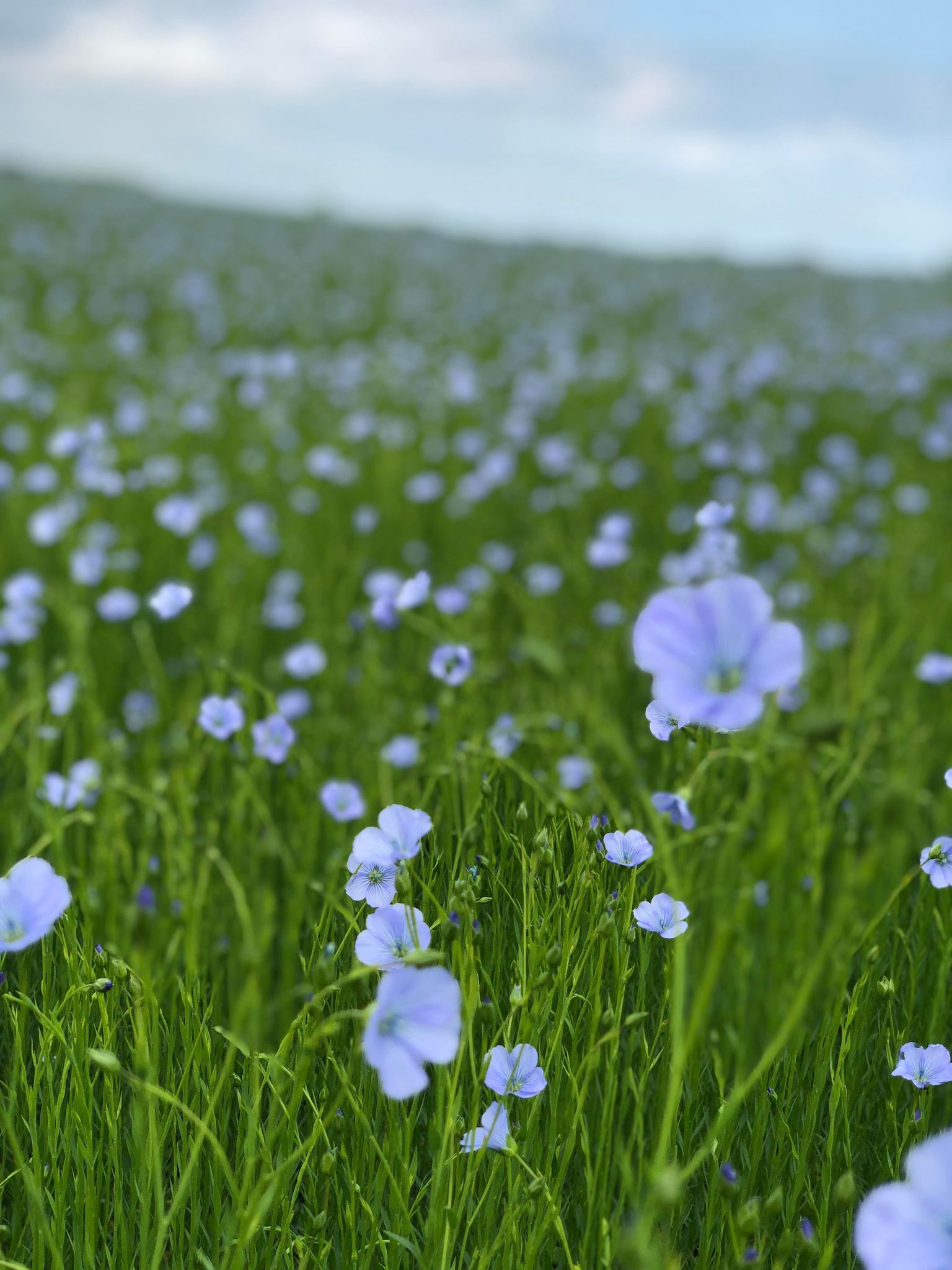 Fleur de lin